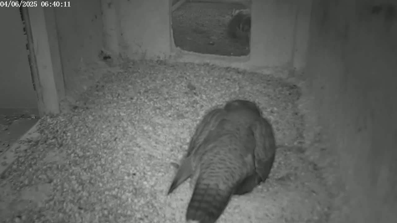 A bird sits on a bed of small, light-colored pellets inside a dark enclosure with a small opening revealing an indistinct outdoor scene.