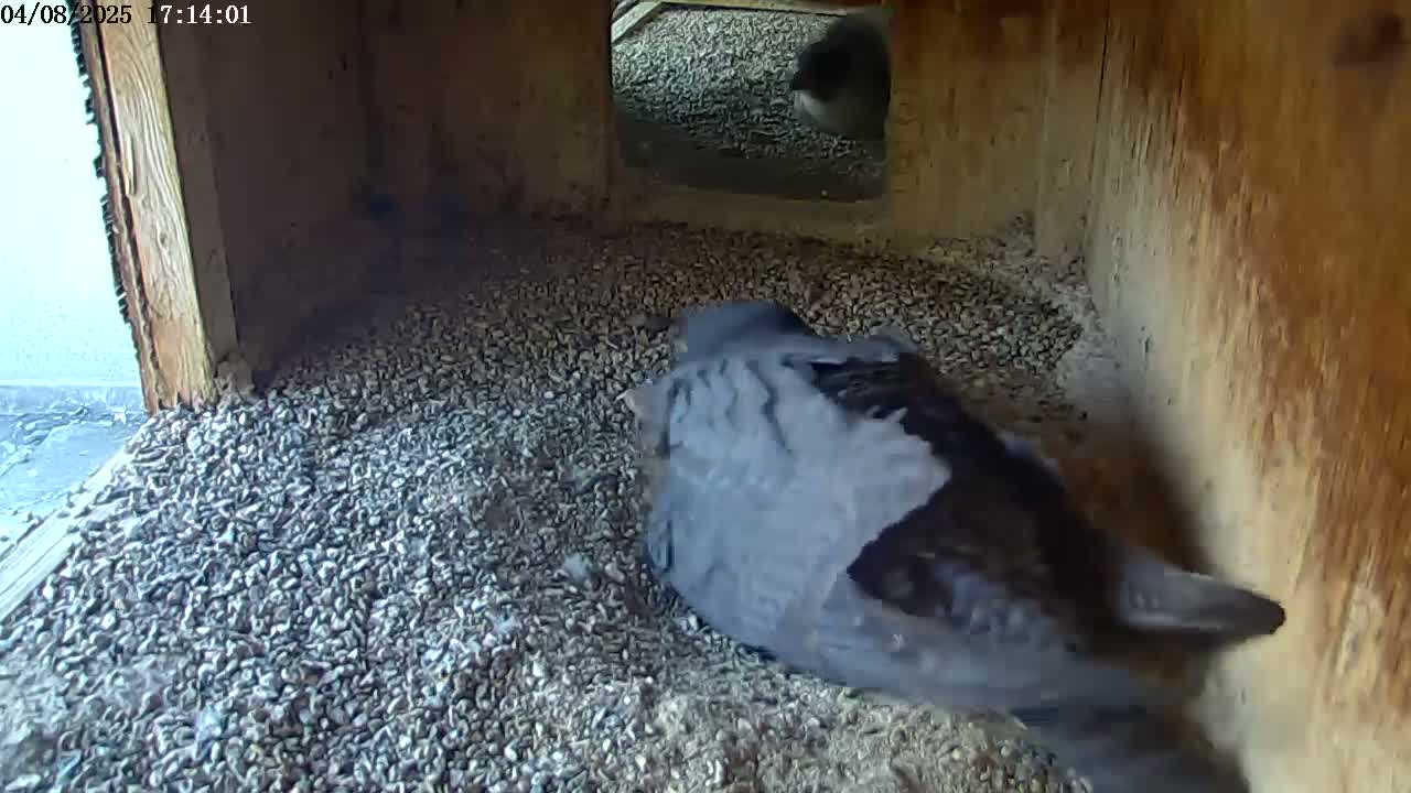 A dark-colored bird sits on a bed of small, gray pebbles inside a wooden structure.