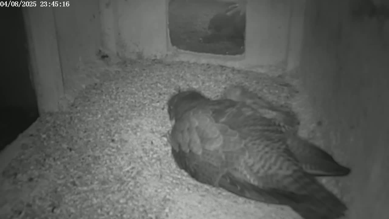 A bird is lying on a bed of granular material inside a dark, enclosed space.