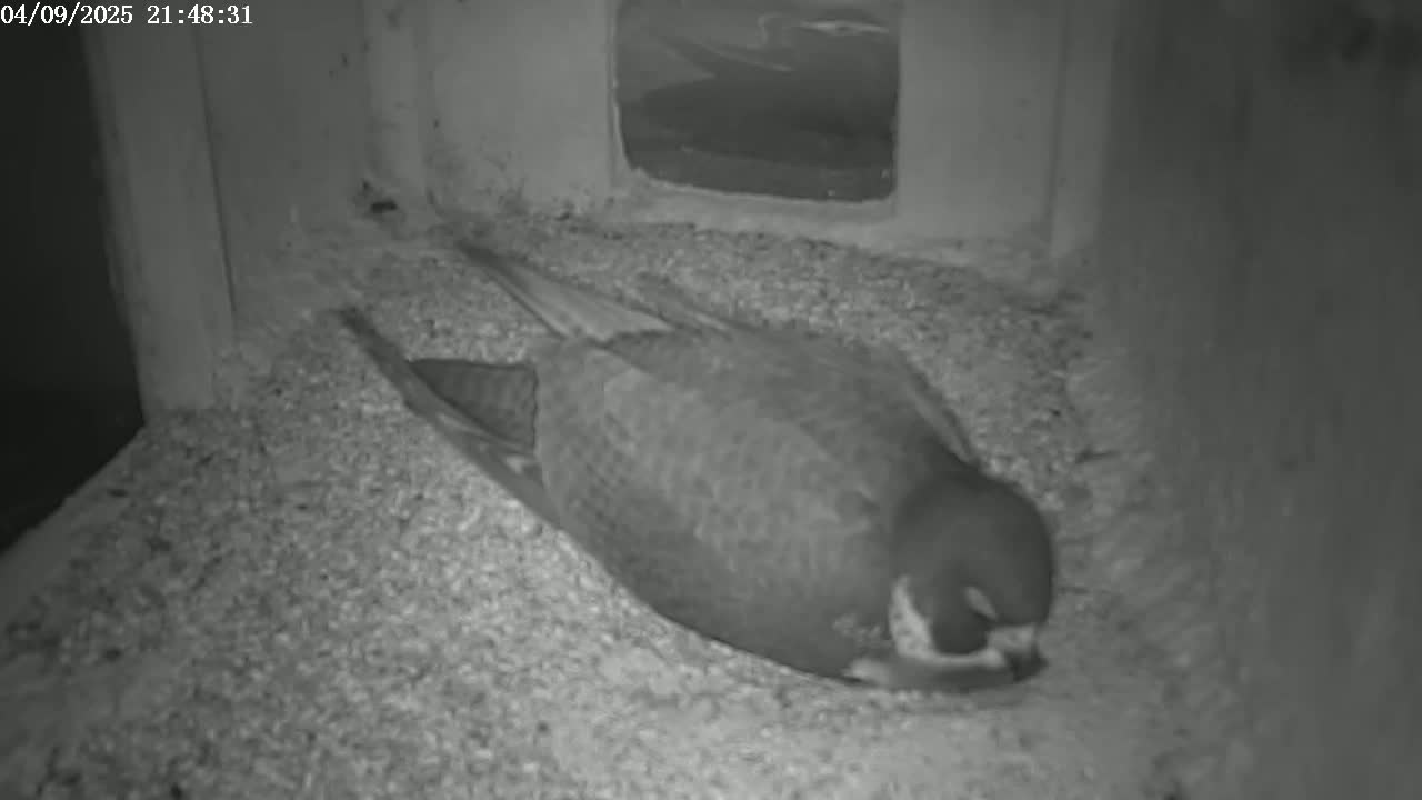 A bird rests on a bed of granular material inside a dark enclosure.