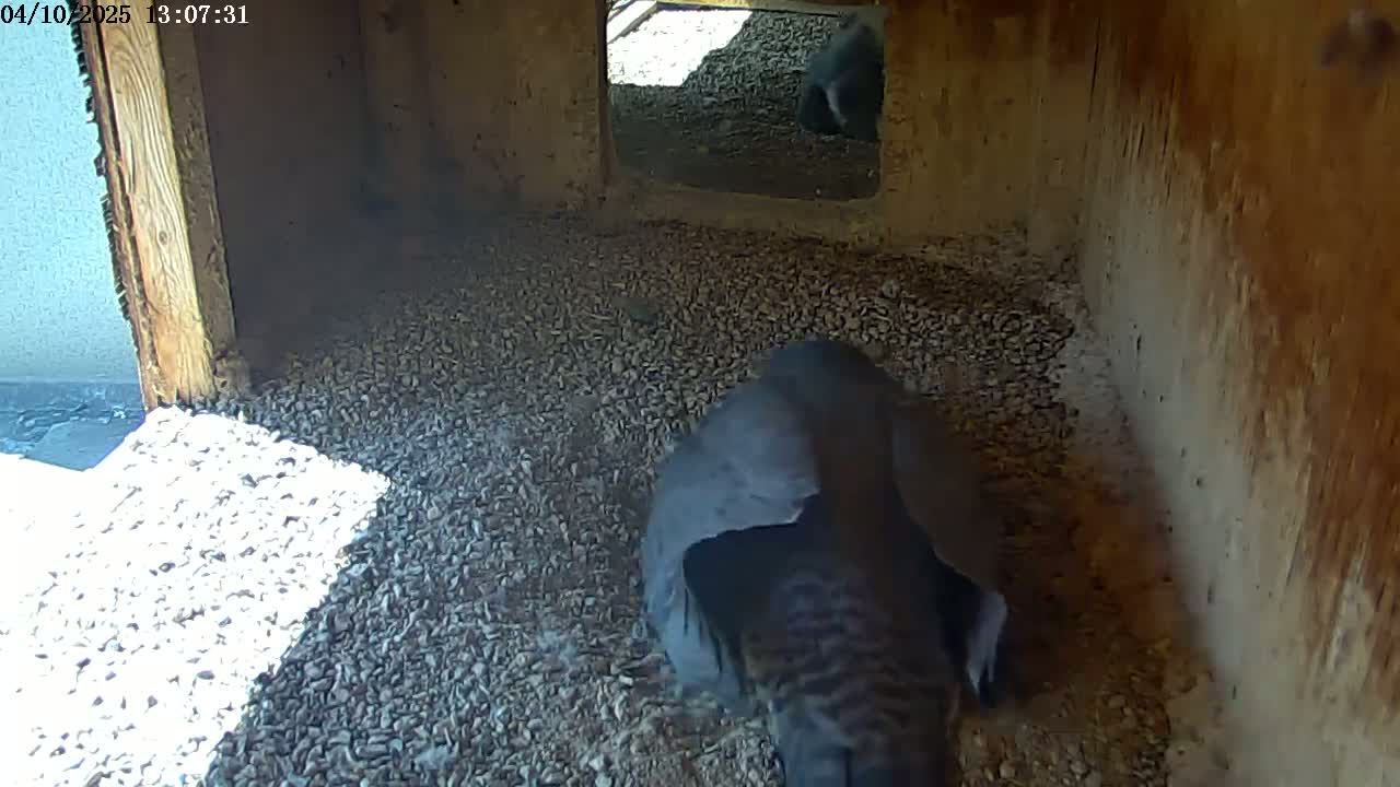 A bird sits on a bed of small gravel inside a wooden structure, with sunlight illuminating part of the floor.