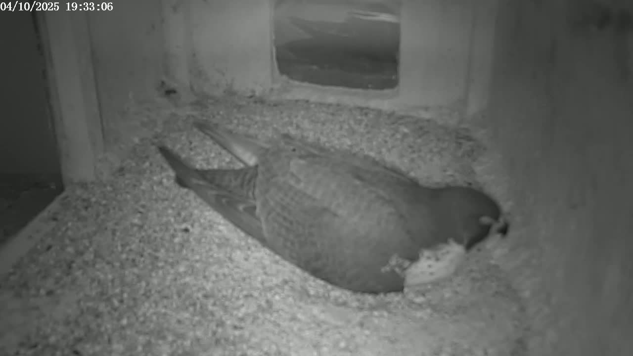 A bird lies on a bed of small, loose gravel inside a dark, enclosed space.
