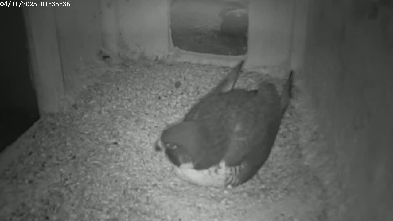 A dark-colored bird sits on a bed of light-colored gravel inside a small, dark enclosure.