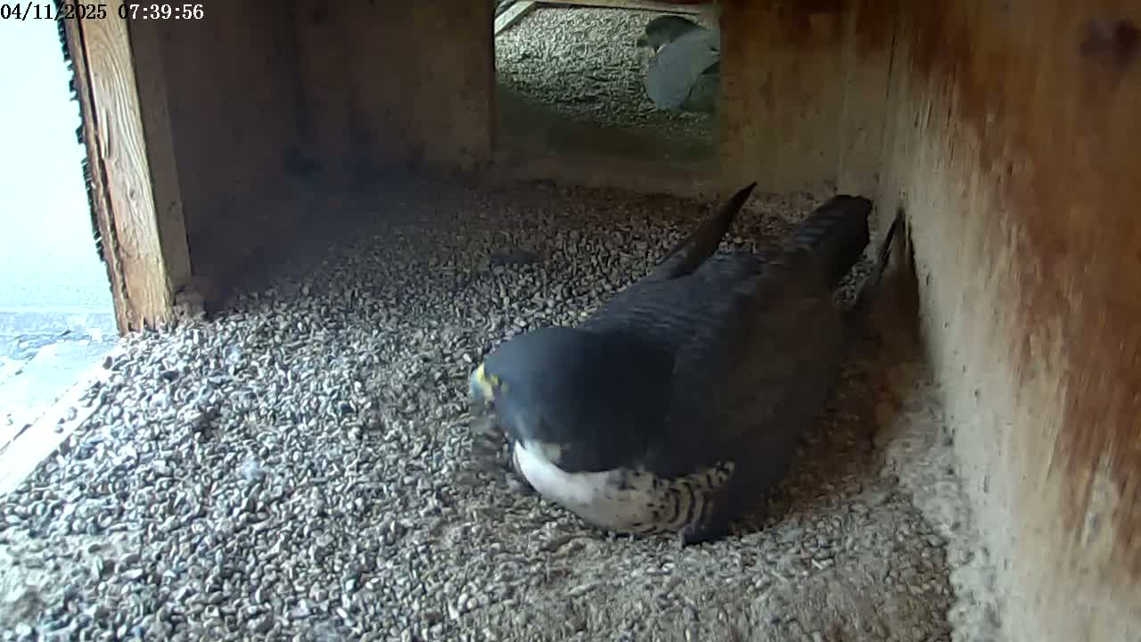 A dark-colored bird sits on a bed of small gray stones inside a wooden structure.