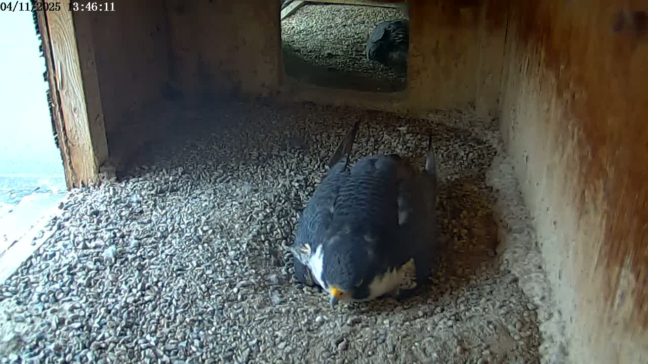 A dark-colored bird sits on a bed of small stones inside a wooden structure.