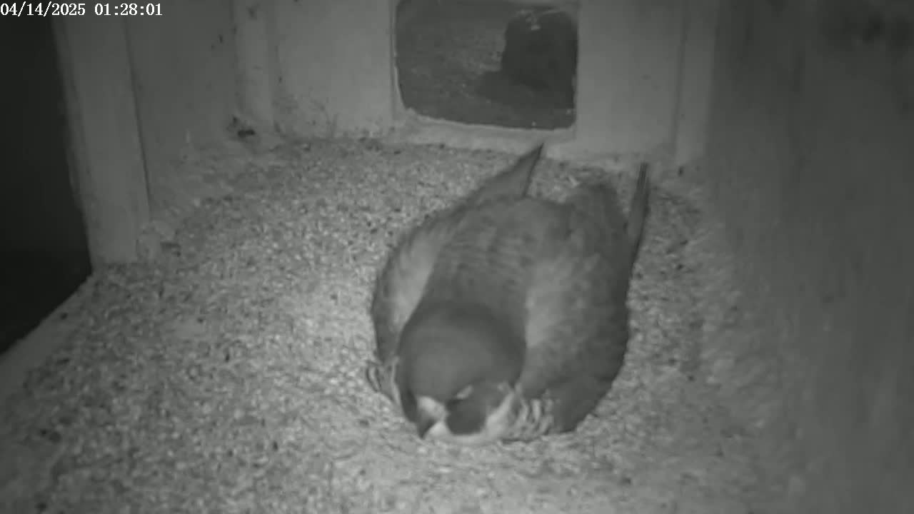 A bird is curled up on a bed of loose material inside a dark enclosure.