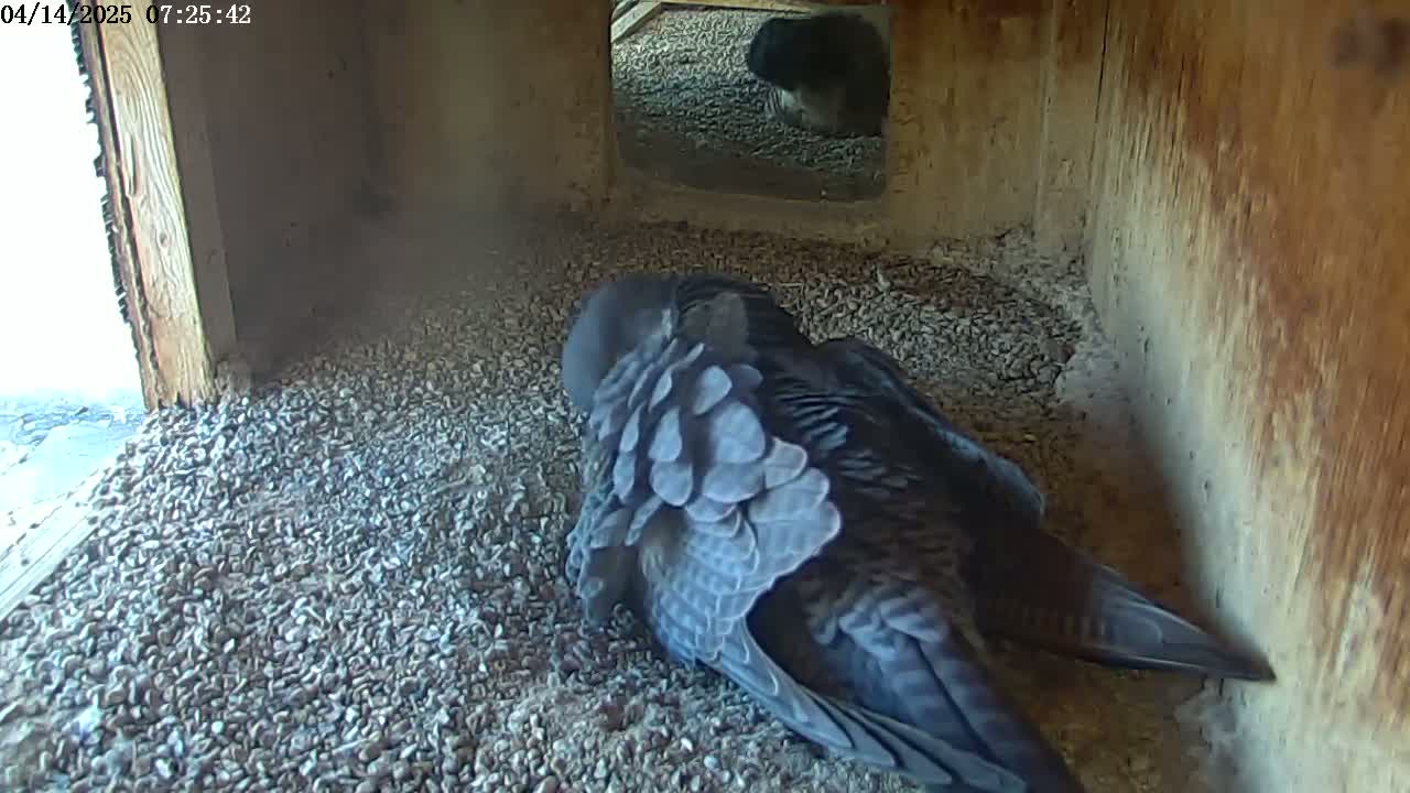 A dark-colored bird sits on a bed of small rocks inside a wooden box with a small opening that shows a glimpse of an outdoor area.