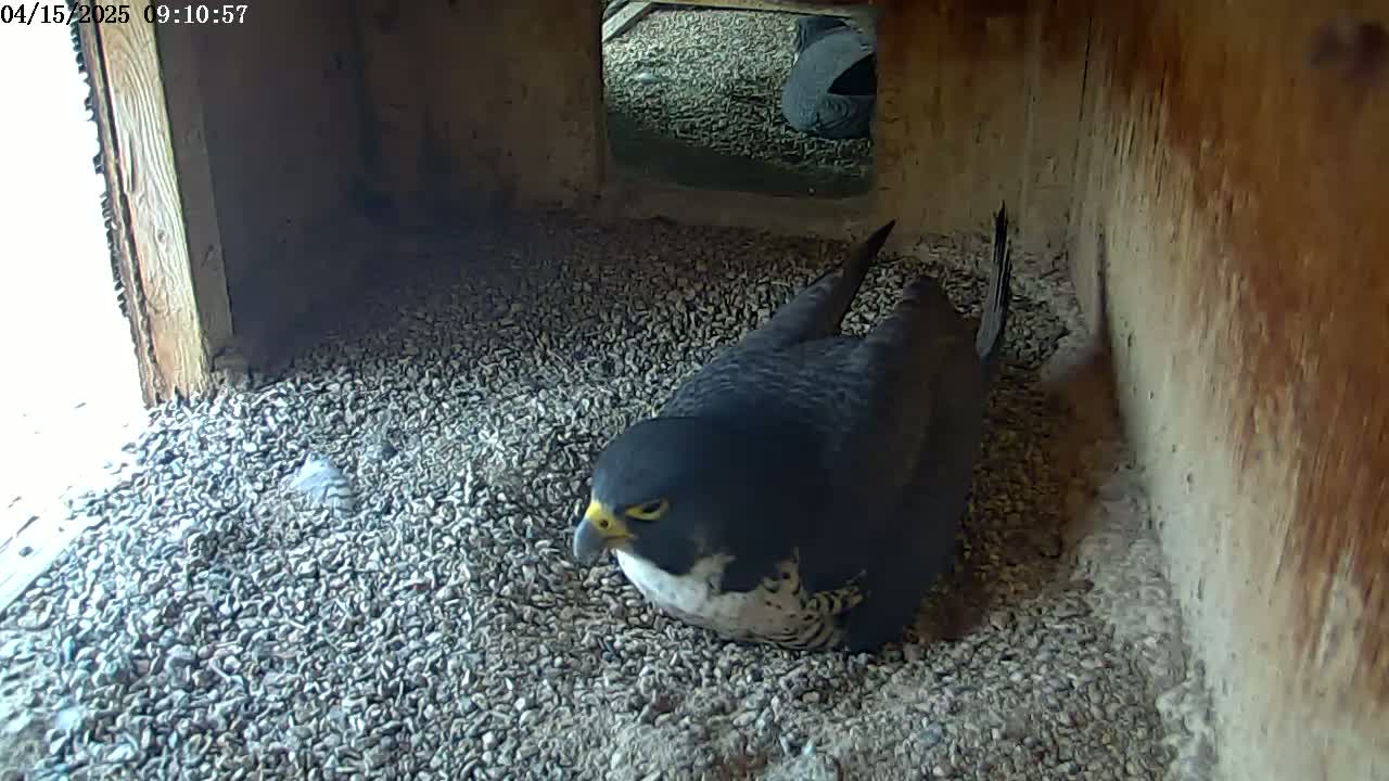 A dark-colored falcon sits on a bed of small, gray pebbles inside a wooden structure with a small opening that lets in some daylight.