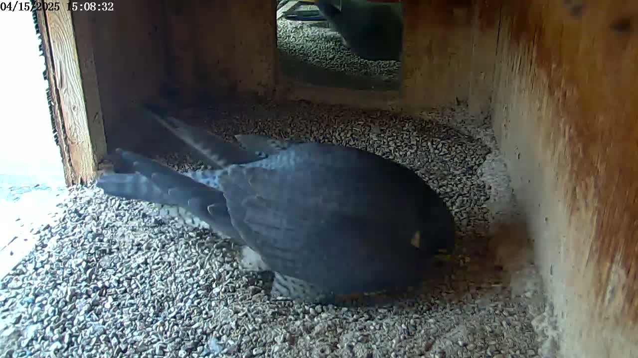 A dark-colored bird is nestled in a gravel-filled, wooden box.