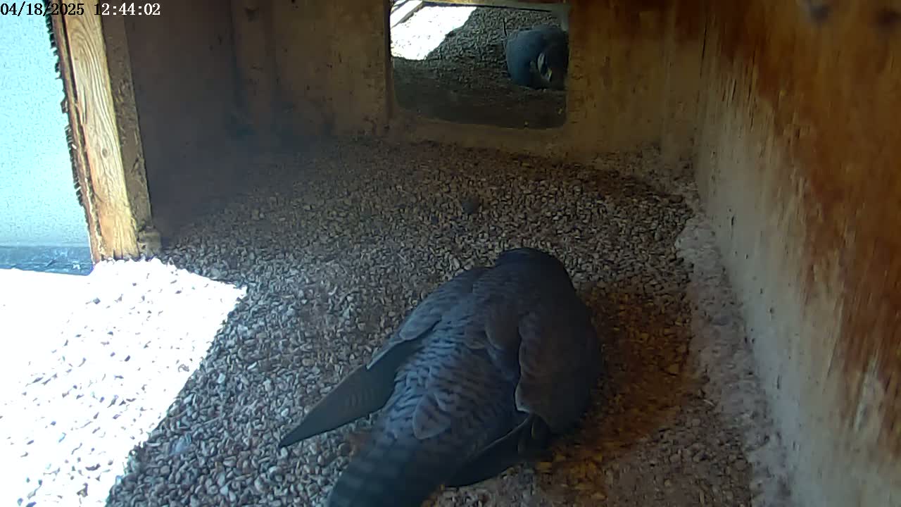 A dark-colored bird sits on a bed of small, dark-colored gravel inside a wooden structure, with bright sunlight visible through an opening.