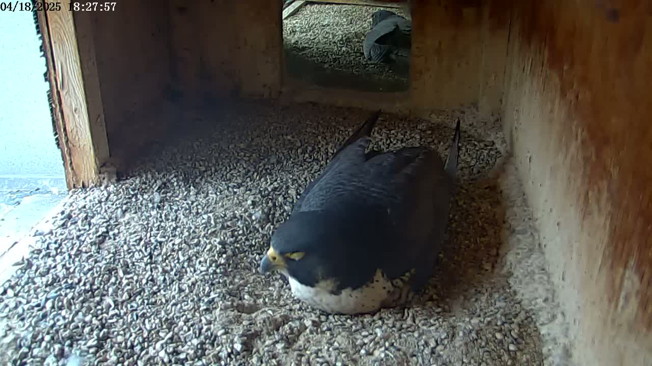 A dark-colored falcon rests on a bed of small gravel inside a wooden box.