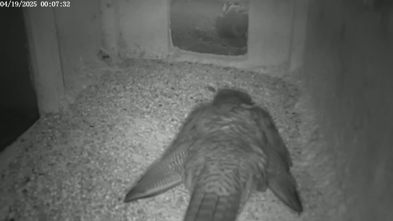 A bird lies on a bed of gravel inside a small, dark enclosure.