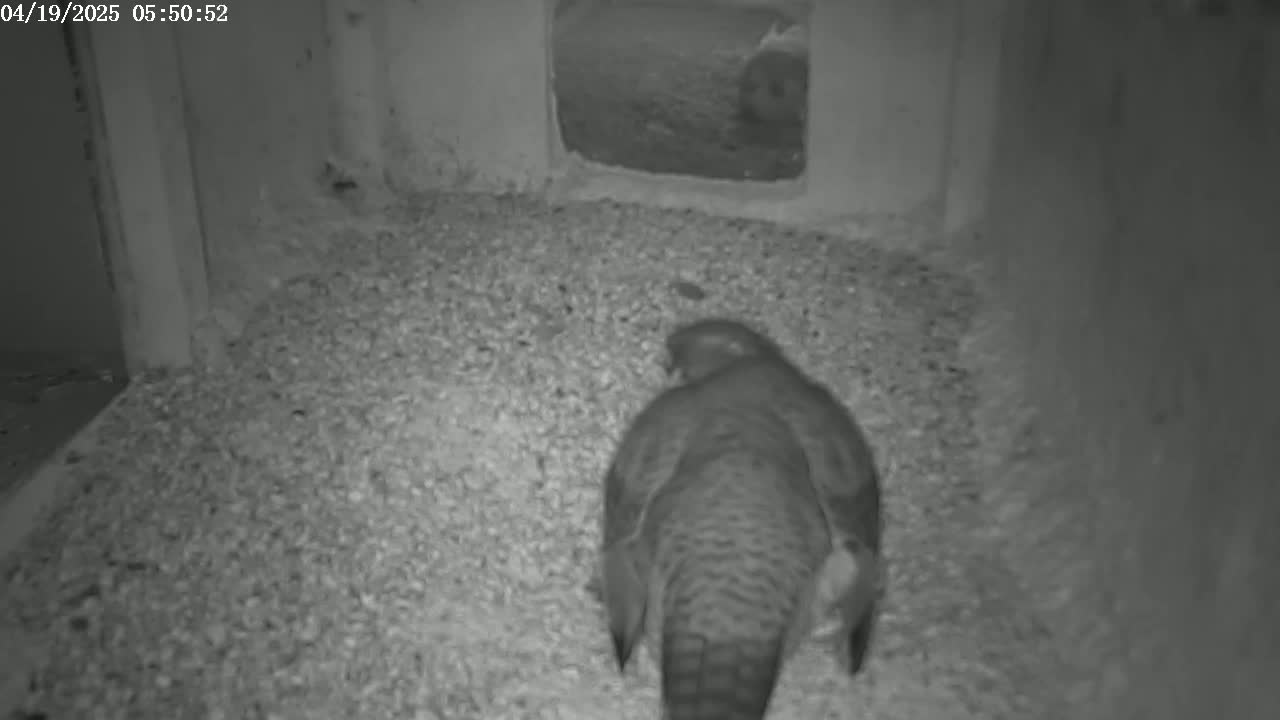 A bird walks on a bed of gravel inside a dark enclosure.