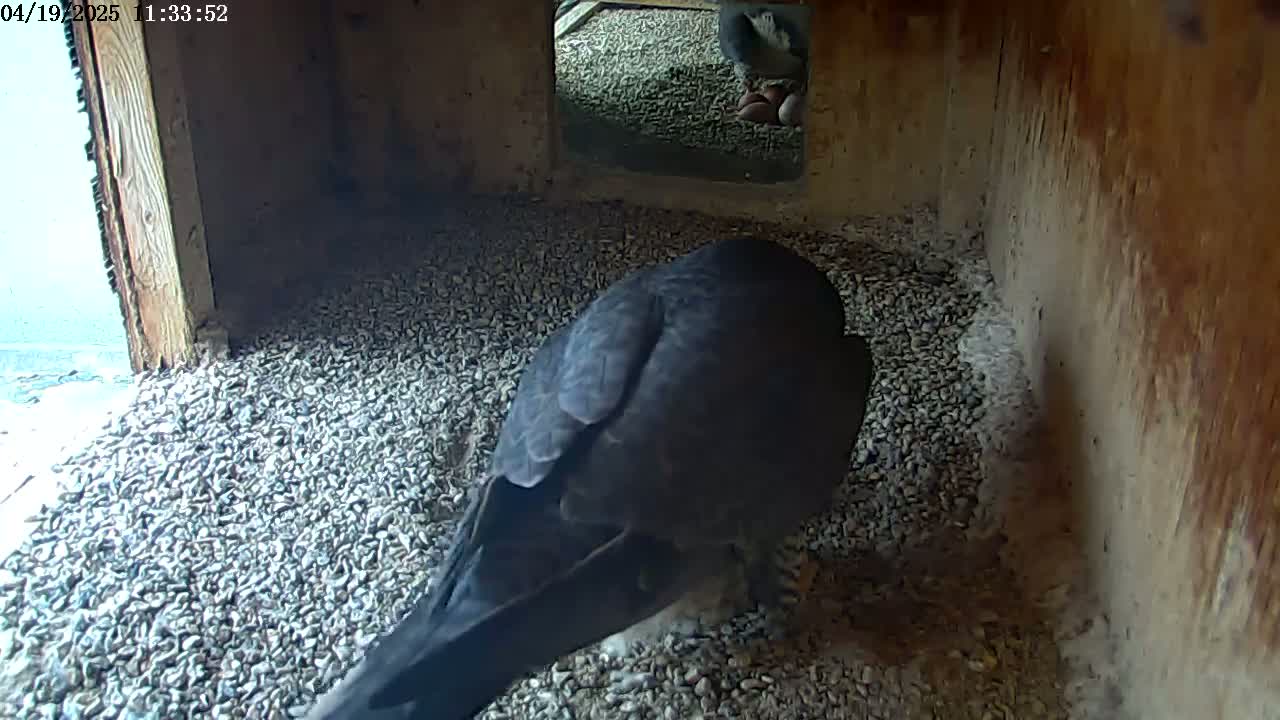 A dark-colored bird sits on a bed of small grey stones inside a wooden box.
