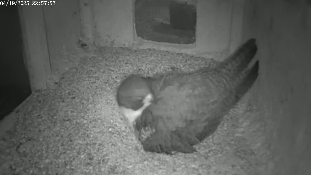 A bird sits nestled in a bed of granular material inside a dark enclosure.