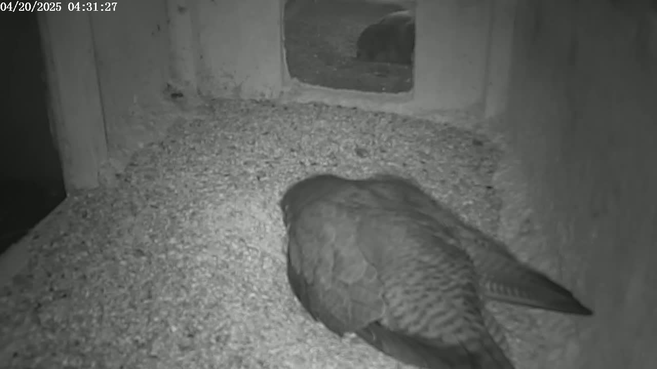 A bird is nestled in a bed of granular material inside a dark, enclosed space.