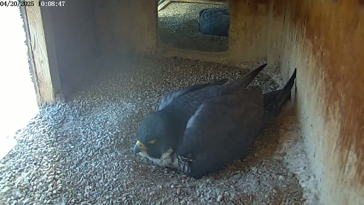 A dark-colored falcon rests on a bed of small, grey pebbles inside a wooden structure with a small opening allowing some outside light in.
