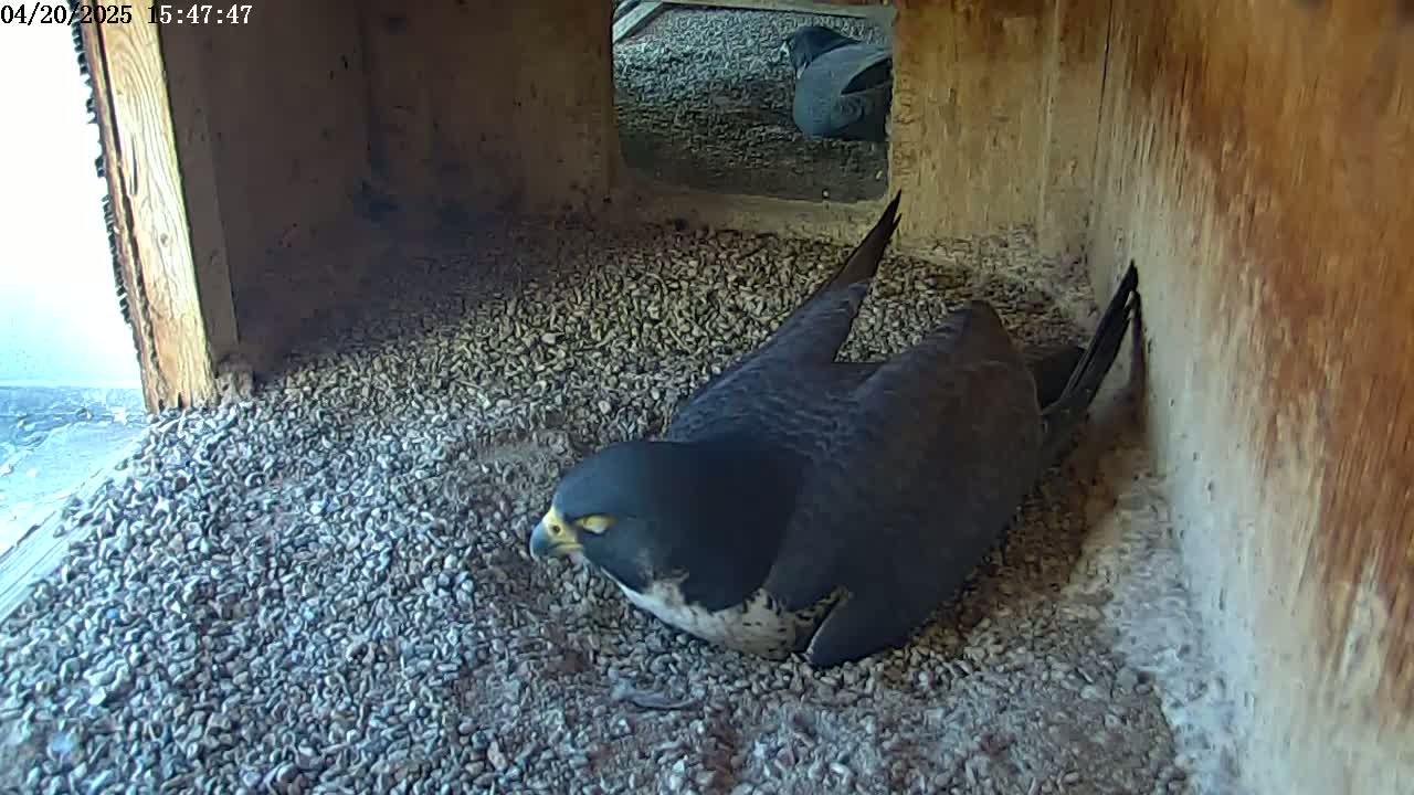 A dark-colored falcon rests on a bed of small, gray stones inside a wooden box.