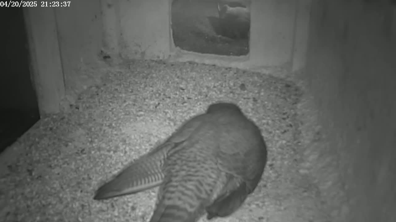 A bird with striped plumage rests on a bed of granular material inside a small, dark enclosure.