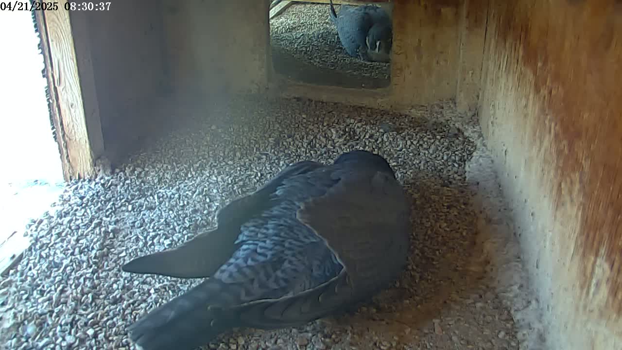 A dark-colored bird lies on a bed of small stones inside a wooden structure, with a glimpse of daylight visible through an opening.
