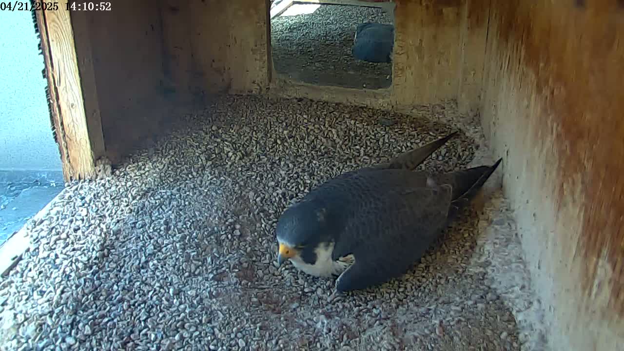 A peregrine falcon rests on a bed of small gray stones inside a wooden nesting box.