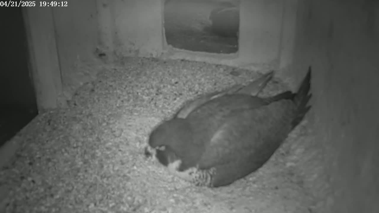 Two birds are nestled together on a bed of small pebbles inside a dark, enclosed space.