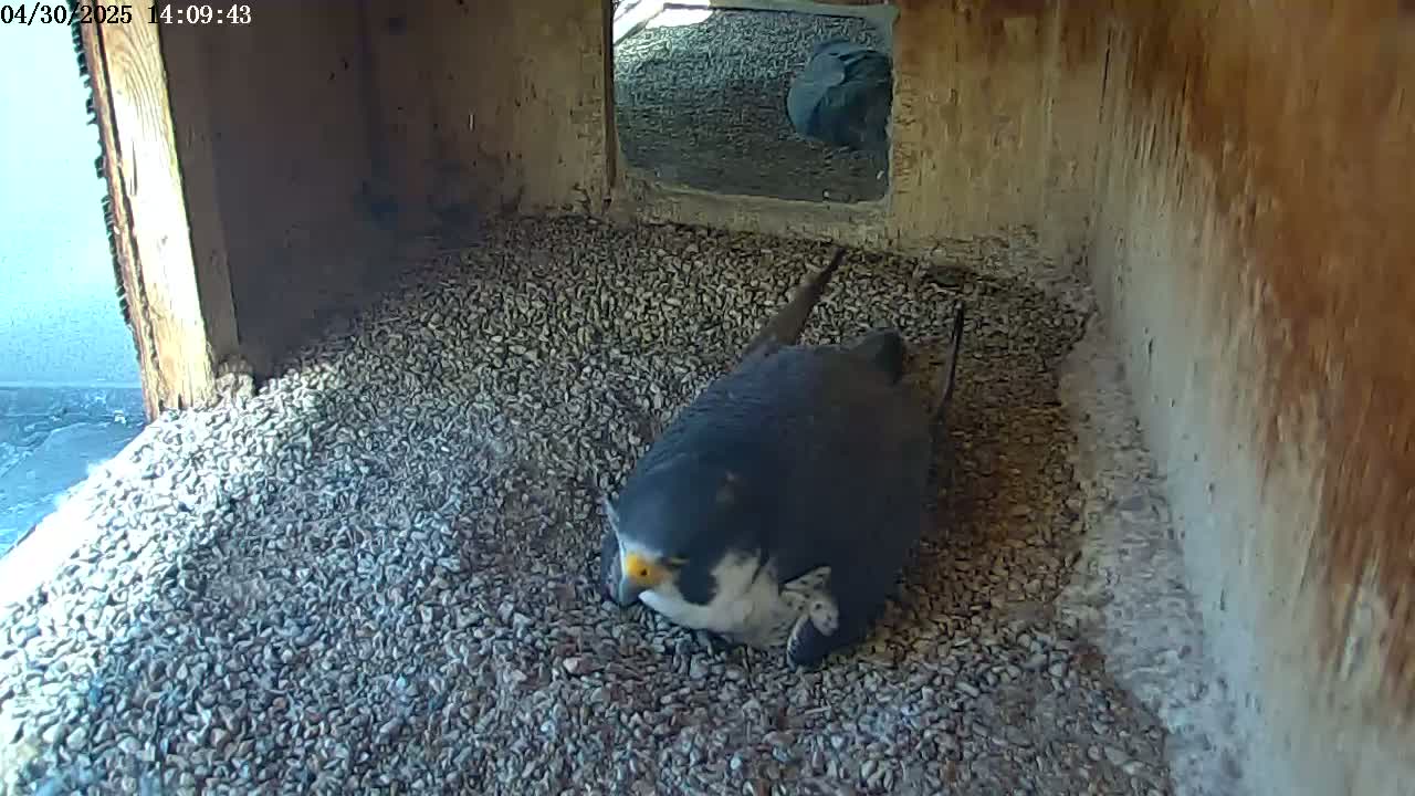 A dark-colored bird sits on a bed of small gray stones inside a wooden structure, sunlight illuminating part of the floor.