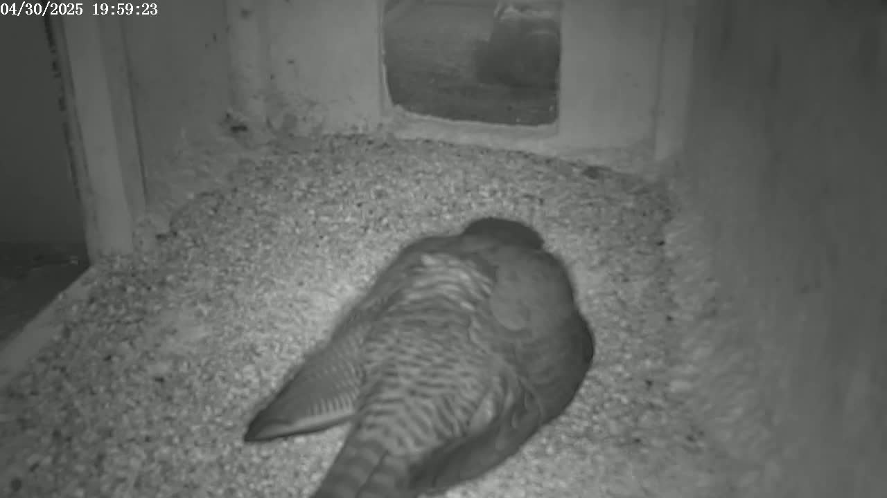 A bird rests on a bed of small pebbles inside a confined space.