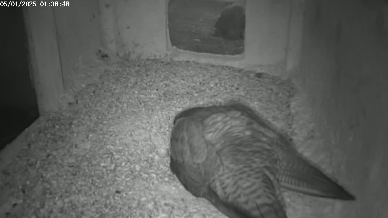 A bird, possibly an owl, is nestled on the ground in a small, dark enclosure.