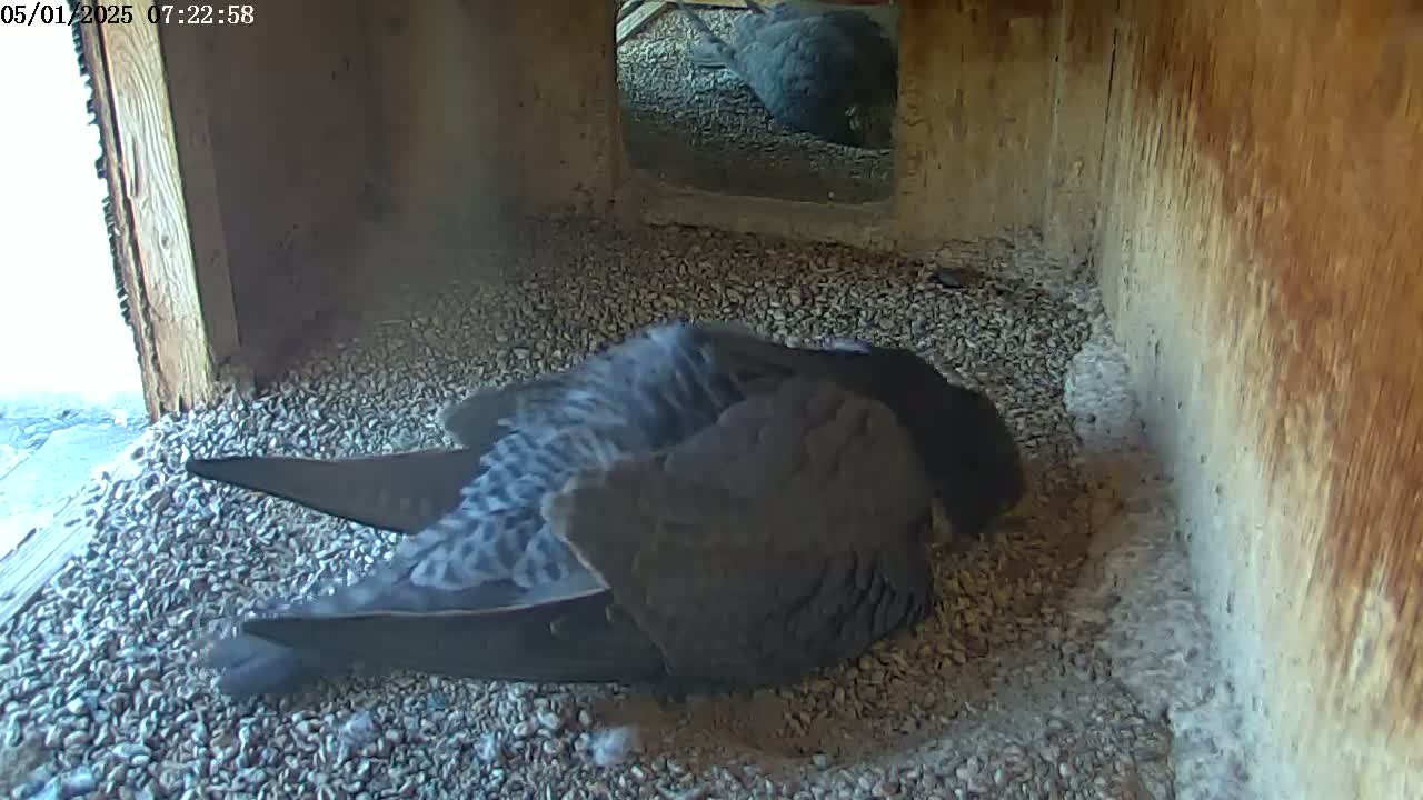 A dark-colored bird rests on a bed of small stones inside a wooden structure, with a glimpse of a bright exterior visible through an opening.