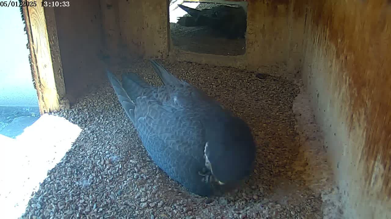 A dark-colored bird rests on a bed of small stones inside a wooden structure.