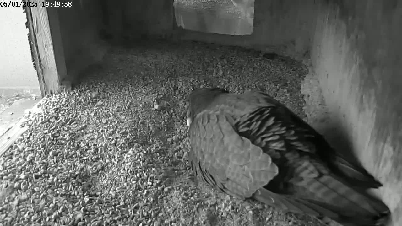 A dark-colored bird sits on a bed of small gravel in a dimly lit, enclosed space.
