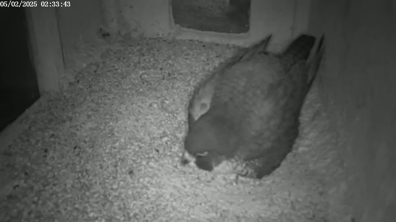 A bird is nestled on a bed of wood shavings in a dark enclosure.