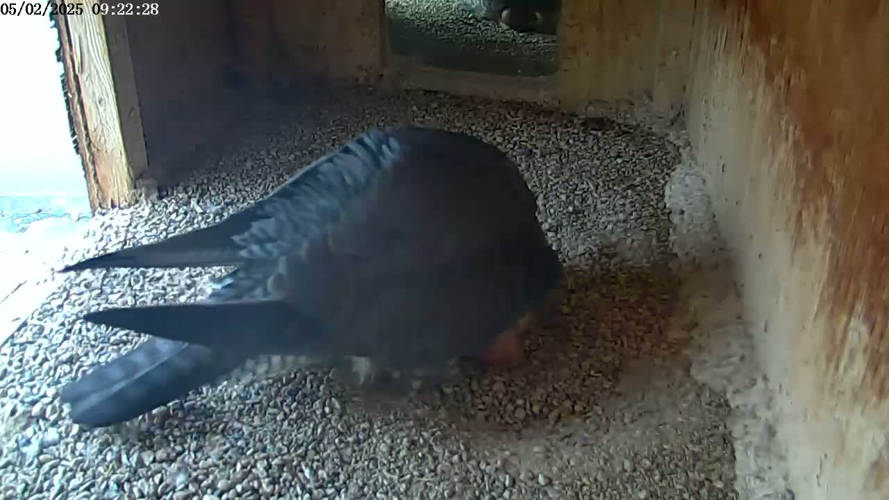 A dark-colored bird sits on a bed of small gravel inside a wooden structure.