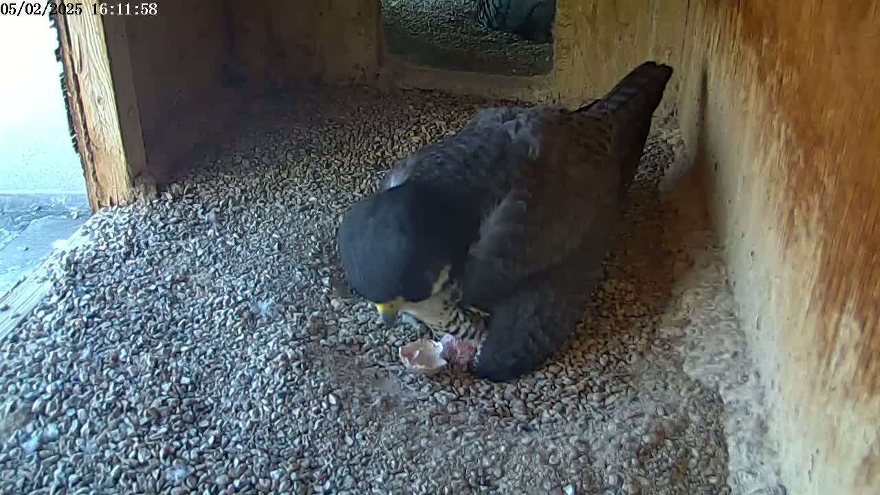 A peregrine falcon sits on a bed of gravel inside a wooden structure, eating a piece of prey.