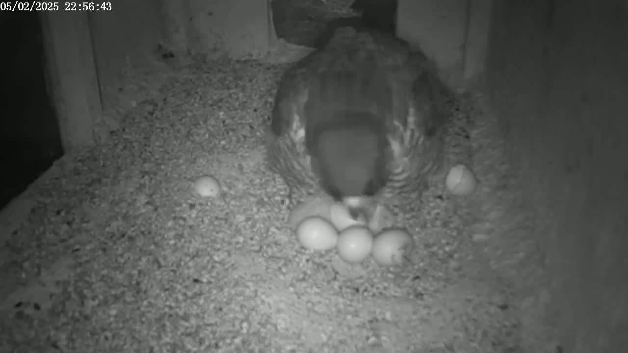 A bird sits on a nest of several eggs in a dark, enclosed space.