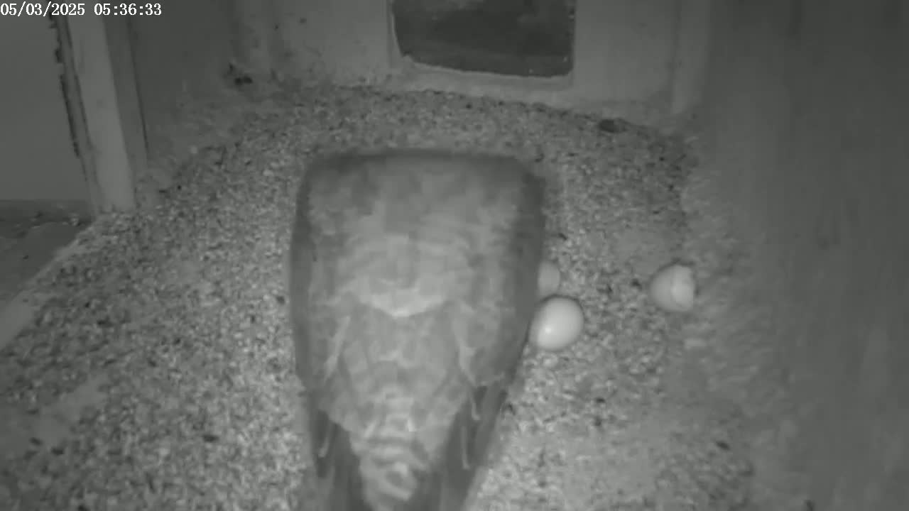 A large bird sits on a bed of gravel, near several eggs, in a dark indoor space.
