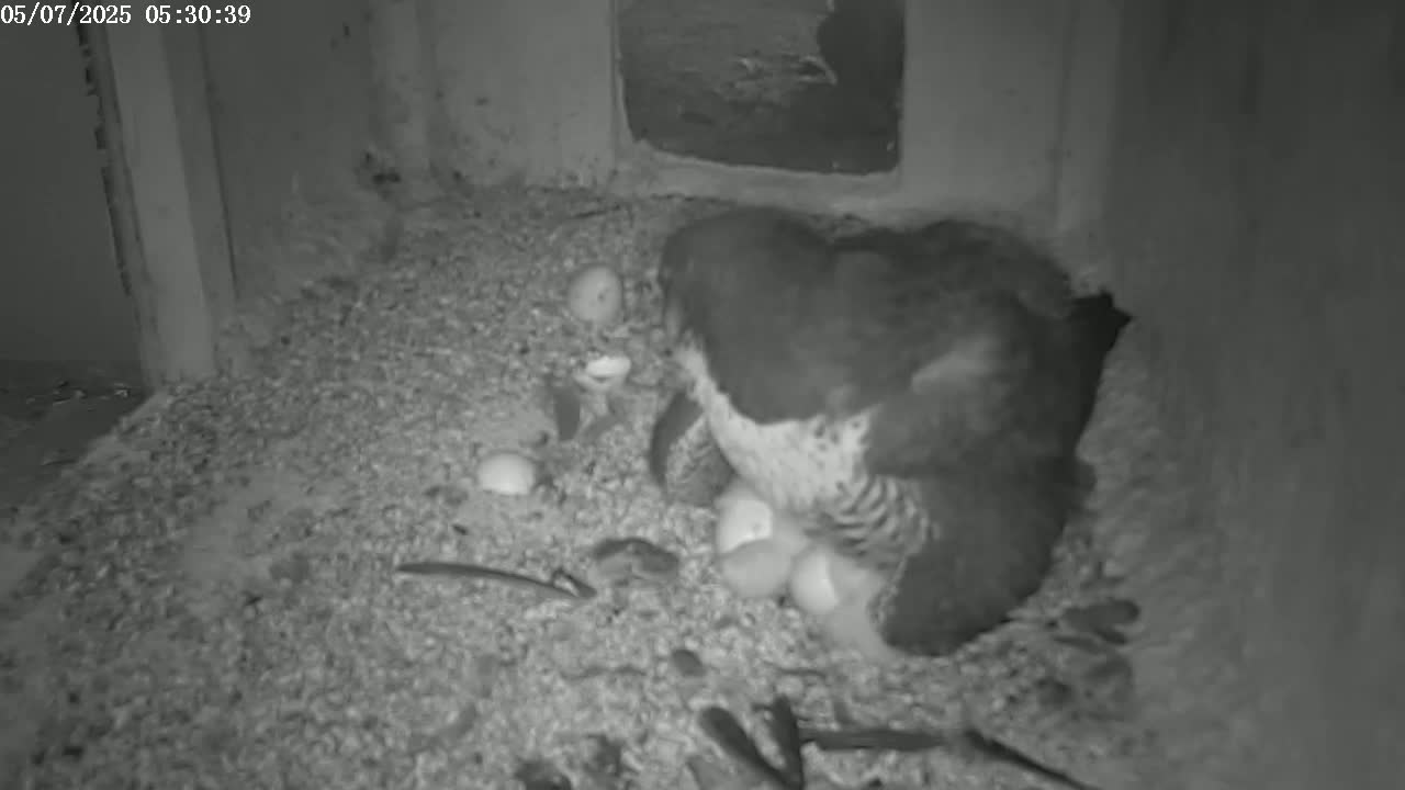 A bird sits on a nest of eggs in a dark, enclosed space.
