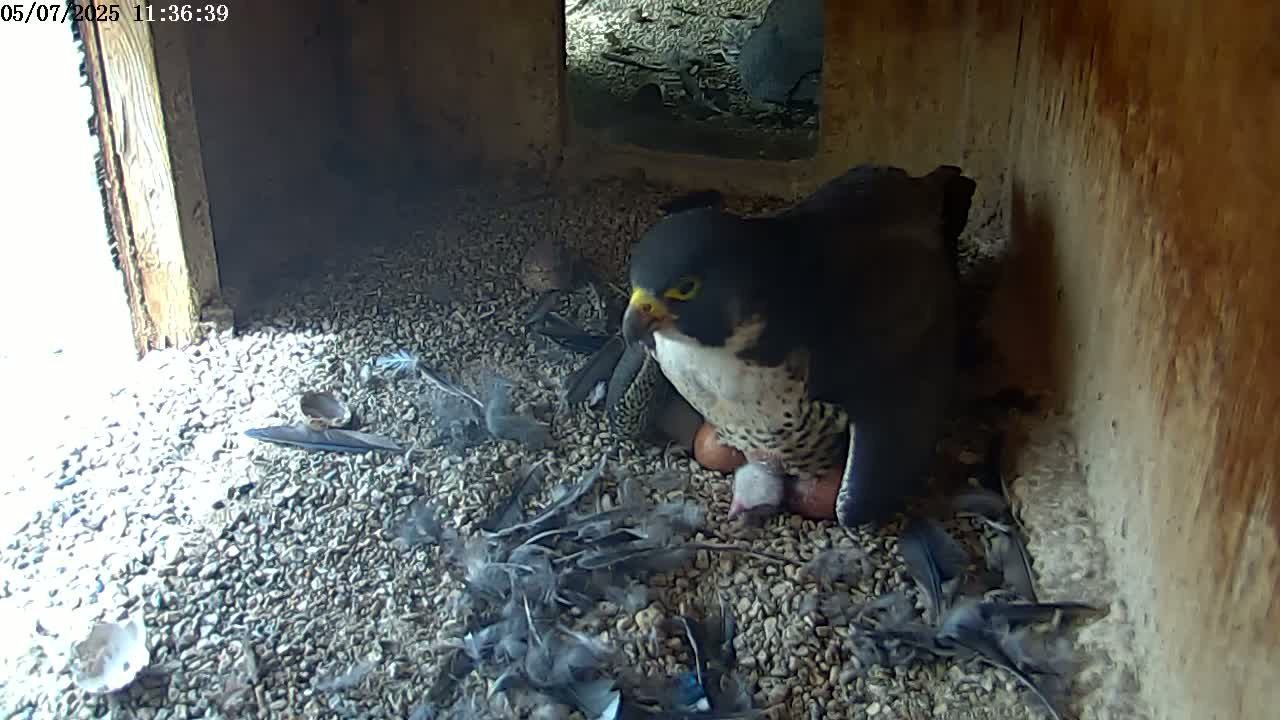 A peregrine falcon sits on a bed of gravel amongst its chicks and eggshells in a dimly lit nest box.