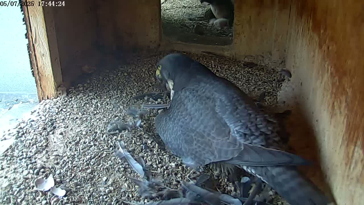 A peregrine falcon sits on a bed of gravel in a wooden box, surrounded by feathers and a broken eggshell.