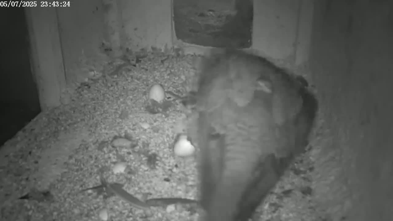 A blurry, dark gray animal sits amongst several eggs on a bed of gravel-like material inside a dark structure.