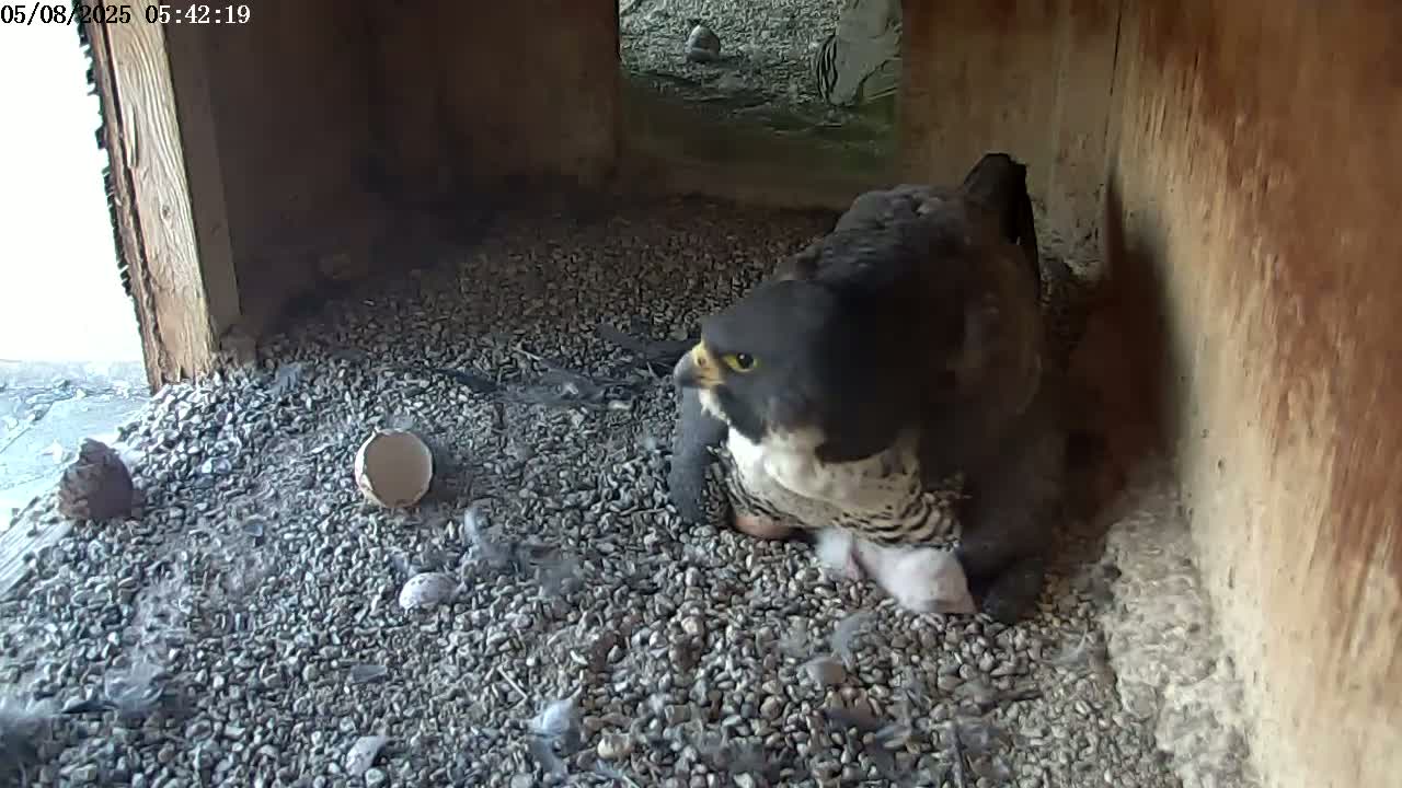 A peregrine falcon sits on a bed of gravel in a sheltered enclosure, tending to several small, fluffy chicks.