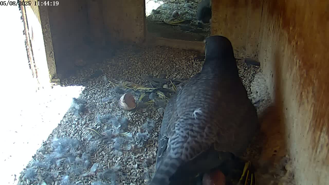 A peregrine falcon sits in a nest box on a bed of gravel, surrounded by its young and a broken eggshell.