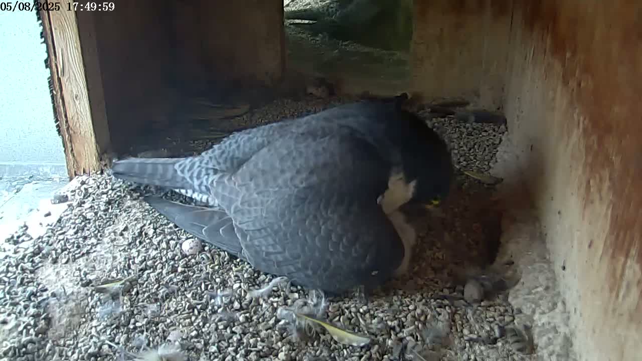 A peregrine falcon sits on a bed of gravel in a sheltered enclosure, tending to its young.