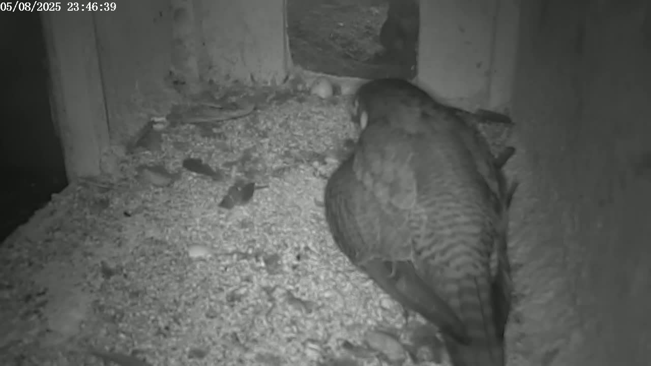 A bird sits on a bed of gravel in a dark, enclosed space.