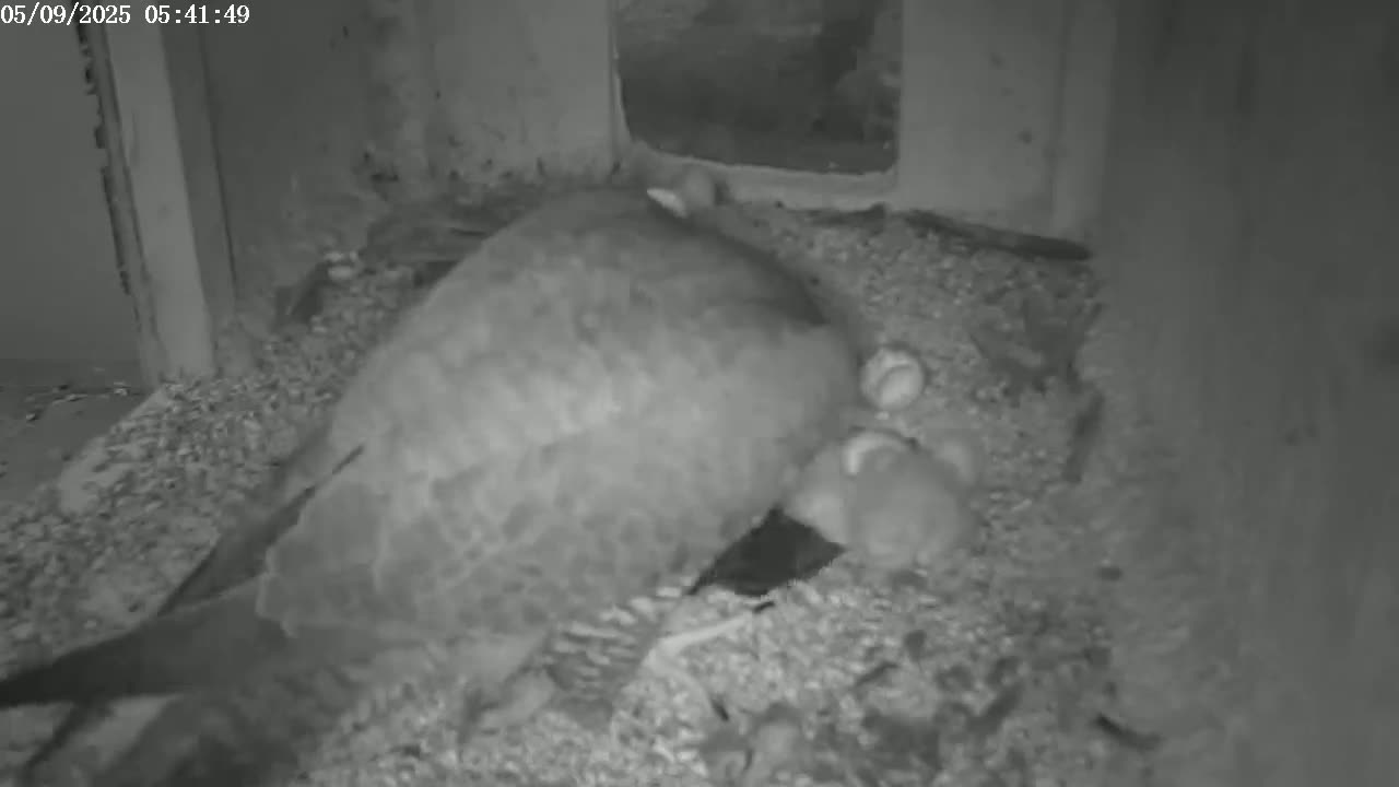 A large bird sits on a bed of debris, surrounded by several smaller birds.