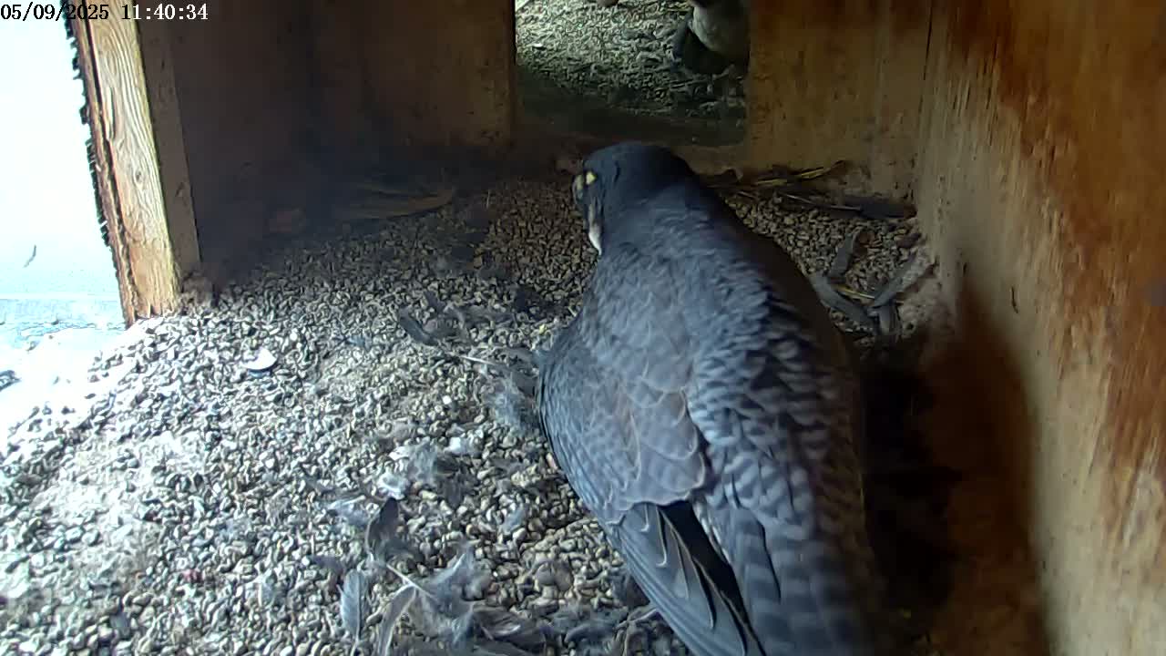 A dark-colored bird sits in a gravel-filled box with a partially visible opening to the outside.
