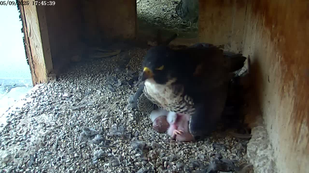 A peregrine falcon sits on a nest of gravel, tending to its young in a dimly lit, wooden enclosure.