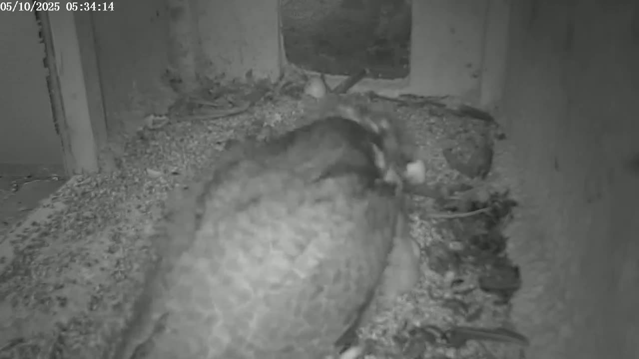 A bird sits in a nest, surrounded by debris and a few eggs.