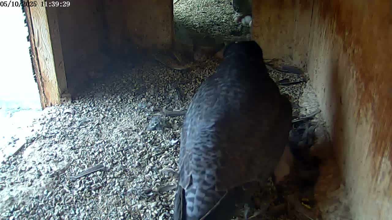 A dark-colored bird is seen from behind in a dimly lit, gravelly nest; several smaller birds are partially visible nearby.